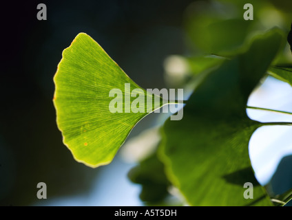 Foglie di ginkgo Foto Stock