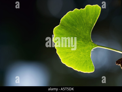 Foglia di ginkgo Foto Stock