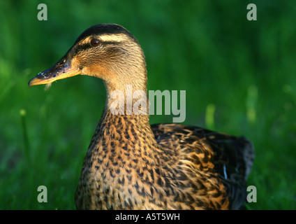 Femmina Mallard duck Foto Stock