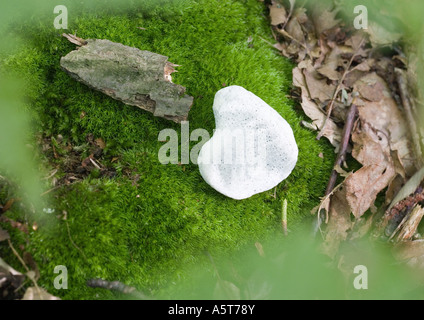 Di pietra a forma di cuore sul muschio Foto Stock