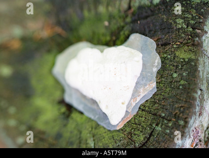 Di pietra a forma di cuore sul moncone Foto Stock