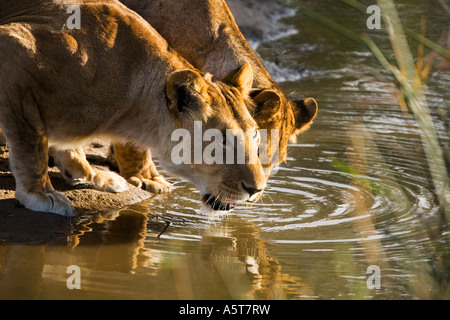 I Lions di bere in Masai Mara riserva naturale nazionale del Kenya Africa orientale Foto Stock