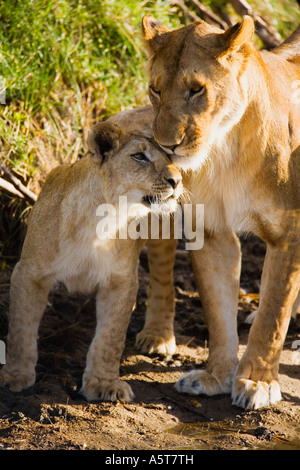 Wild African Lion leonessa madre e cub nel Masai Mara riserva naturale nazionale del Kenya Africa orientale Foto Stock