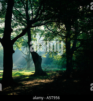Frithsden Beeches Fagus sylvatica in una mattina d'autunno di ottobre Ashridge Hertfordshire Foto Stock