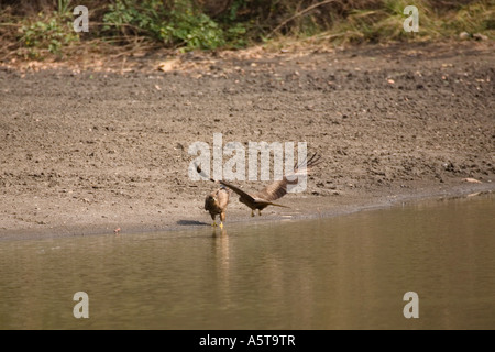 Coppia di aquile bruno aquila rapax accanto a un waterhole Kalakpa Ghana Foto Stock