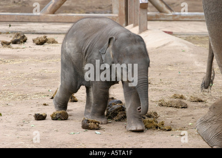 Elefante asiatico calf -circa dieci settimane Foto Stock
