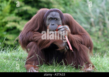 Grande orangutan maschio maschio alfa del gruppo Foto Stock