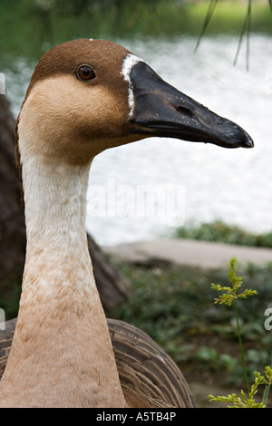 Swan Goose (Anser cygnoides) presso il giardino Hamarikyu, Tokyo, Giappone, Asia Foto Stock