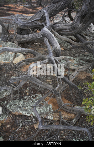 Albero morto radici su una roccia di granito affioramento in Australian Bush Foto Stock