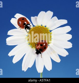 Coccinelle coccinelle coleotteri lady coleotteri ladybugs Foto Stock