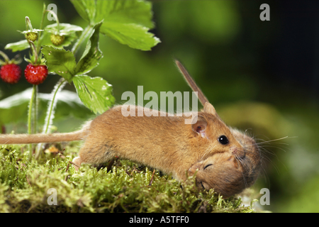 Il nocciolo del mouse (Muscaridinus avellanarius). La madre che porta i giovani. Germania Foto Stock