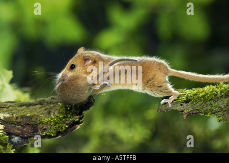 Hazel mouse - che trasportano cub / Muscaridinus avellanarius Foto Stock