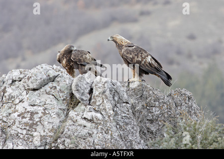 Una coppia di adulti le aquile reali si appollaia su rocce Foto Stock