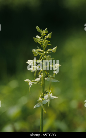 Close up di maggiore Butterfly Orchid Flower Foto Stock