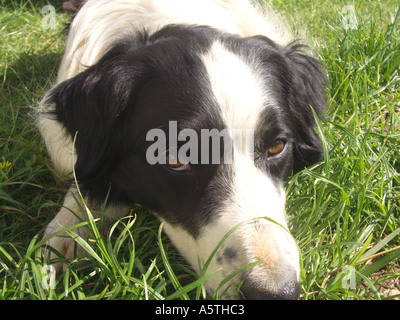 Bianco e nero Welsh collie Sheep Dog Face close up Foto Stock