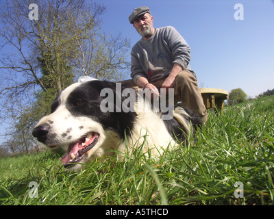 Bianco e nero Welsh collie Sheep Dog Face close up con man proprietario dietro Foto Stock