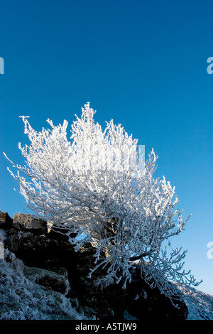Albero invernale Foto Stock