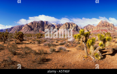 Il Red Rock Canyon National Conservation Area in Nevada Foto Stock