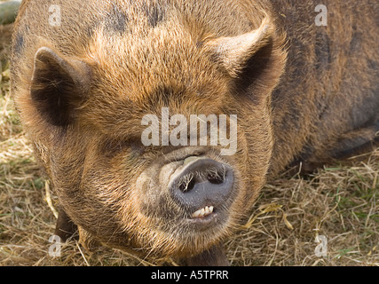 Kune Kune pig Foto Stock