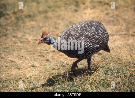 Helmeted faraone o faraona Numida meleagris Kenya Africa orientale Foto Stock