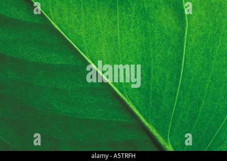 Close up dettaglio della foglia verde Foto Stock