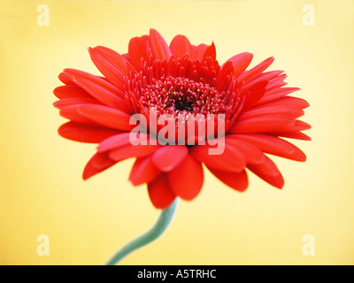 Rosso Gerbera girato in uno studio contro un pallido sfondo giallo Foto Stock