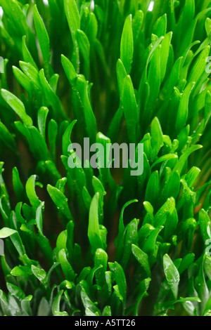 Struttura dell'erba Foto Stock