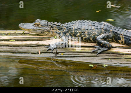 Il coccodrillo americano (Alligator mississippiensis) capretti sul log, Audubon cavatappi santuario di palude, Florida del Sud Foto Stock