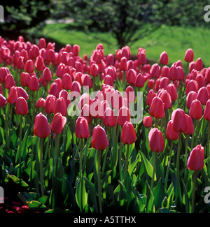 Tulip fiori rosa in primavera meteo giardino USA Foto Stock