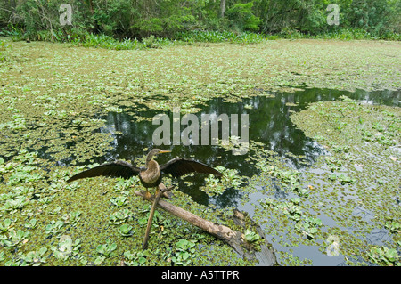 American Anhinga (Anhinga anhinga) Audubon cavatappi santuario di palude, Florida del Sud Foto Stock