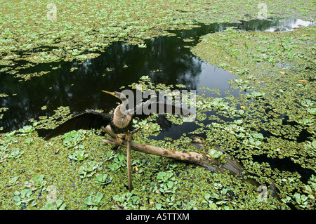 American Anhinga (Anhinga anhinga) essiccazione ali Audubon cavatappi santuario di palude, Florida del Sud Foto Stock