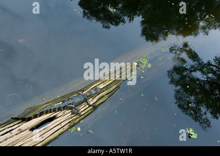 Il coccodrillo americano, capretti sul log, AUDUBON cavatappi santuario di palude, Florida del Sud Foto Stock