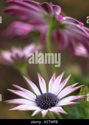 OSTEOSPERMUM SILVIA o africano Daisy differenzialmente focalizzata sul centro di rosa e fiore bianco con altri fiori al di fuori della messa a fuoco Foto Stock