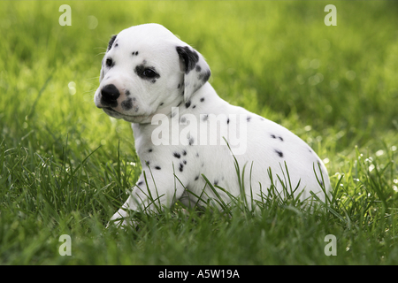 Cane dalmata. Cucciolo seduto su un prato Foto Stock