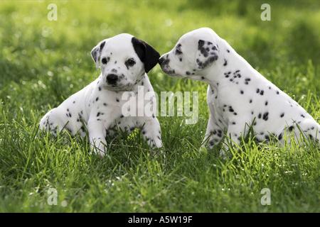 Cane dalmata. Due cuccioli seduti sul prato Foto Stock