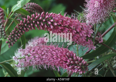 Hebe 'Great Orme degli azionisti Foto Stock