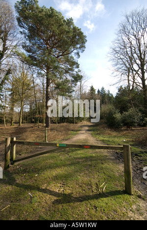 Singola in legno bar porta nella nuova foresta Foto Stock