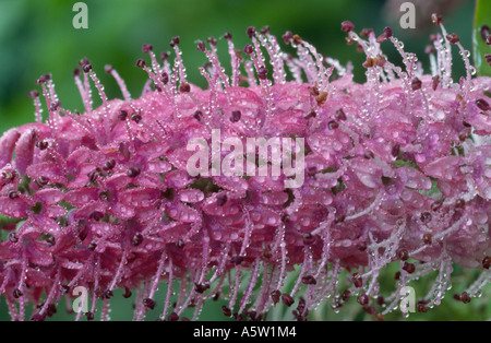 Hebe 'Great Orme degli azionisti Foto Stock