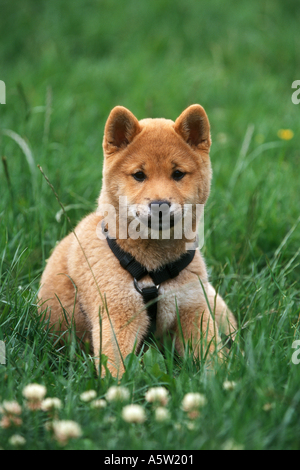 Shiba Inu - cucciolo seduto sul prato Foto Stock