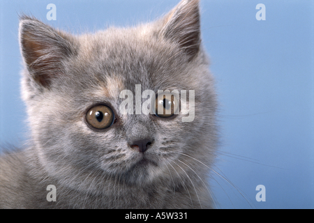 Gatto British Shorthair kitten Foto Stock