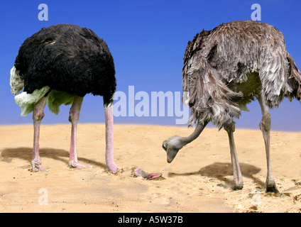 Struzzo (Strutio camelus). Coppia, maschio con testa in sabbia. Comportamento mai visto, composizione digitale Foto Stock