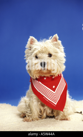 Westhighland White Terrier cane con red neckerchief Foto Stock