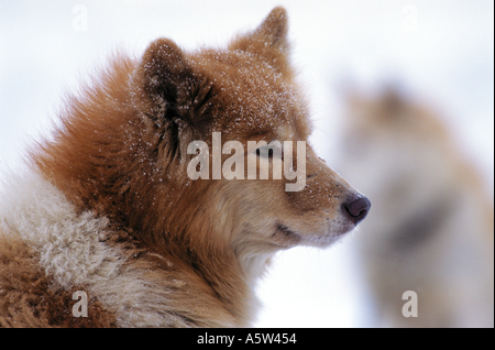Alaskan Malamute. Ritratto di un adulto sulla neve Foto Stock