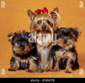 Yorkshire Terrier cane con due cuccioli - tagliare Foto Stock