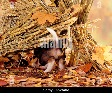 La metà di razza cucciolo di cane si nasconde sotto le orecchie Foto Stock