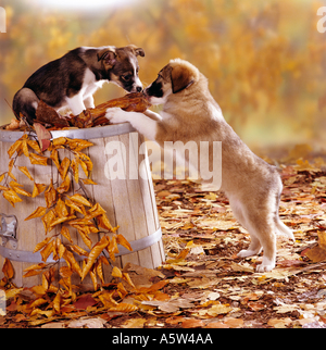 Due metà del cane di razza cuccioli di 9 settimane di roditura biscotto cane Foto Stock