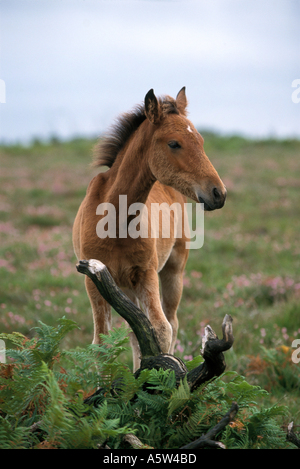 New Forest Pony cavallo - il puledro in piedi Foto Stock