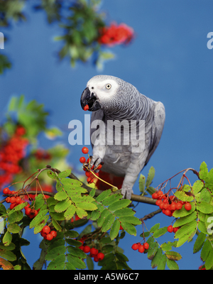 Pappagallo Grigio Africano (Psittacus Erithacus). Adulto appollaiato su un ramoscello mentre mangia bacche di Rowan. Germania Foto Stock
