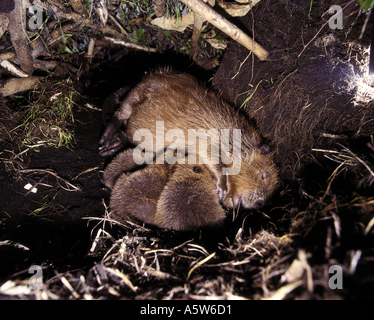 Castore eurasiatico (fibra di Castor). Madre succhiando giovane all'interno del Lodge Foto Stock