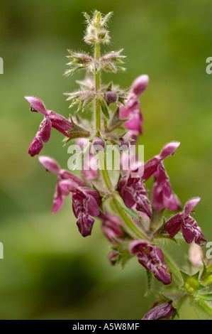 Hedge Woundwort, Stachys sylvatica Foto Stock